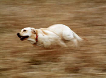 High_speed_website3.gif Speed up your website